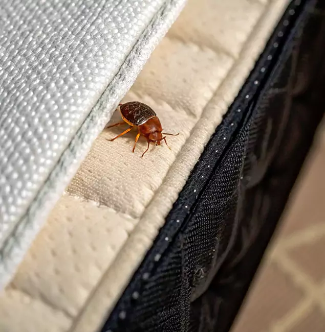 Why West Orange Homeowners Trust West Orange Pest Control Pro for Tick Treatment?