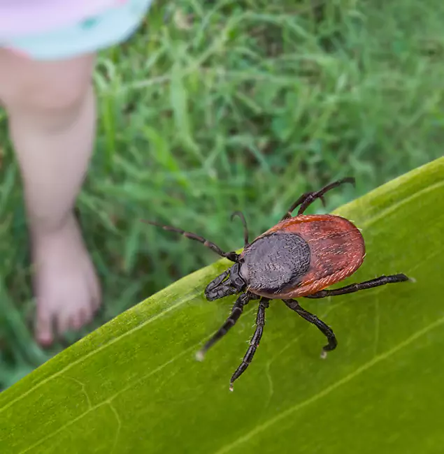 Why West Orange Homeowners Choose West Orange Pest Control Pro for Tick Extermination?