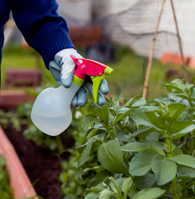 Why West Orange Relies on West Orange Pest Control Pro for Wasp Control Services?
