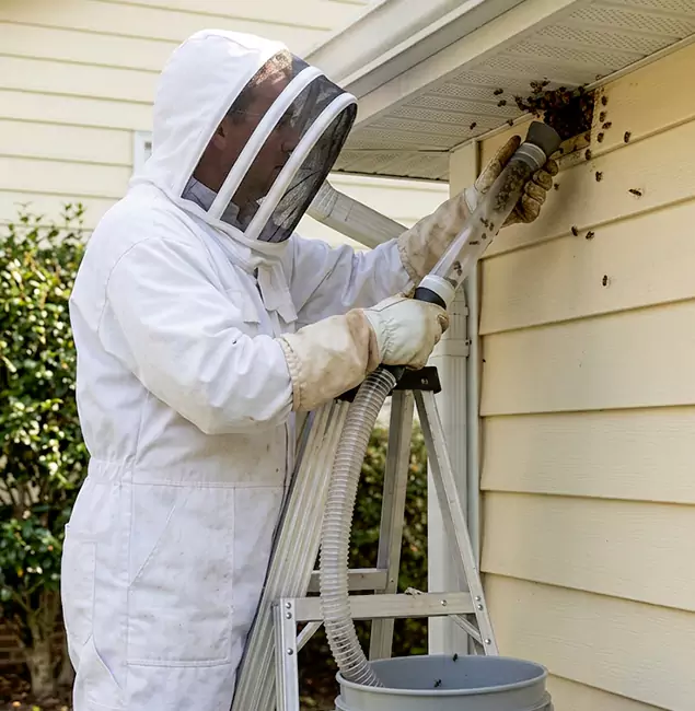 Why West Orange Trusts West Orange Pest Control Pro for Wasp Control?