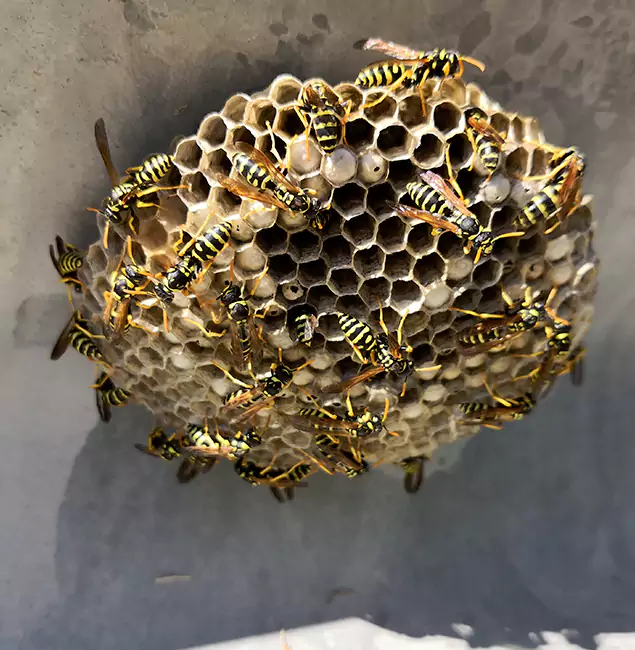 Why West Orange Chooses West Orange Pest Control Pro for Wasp Control Services?