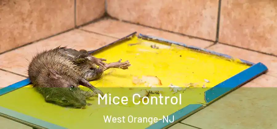 Mice Control West Orange-NJ