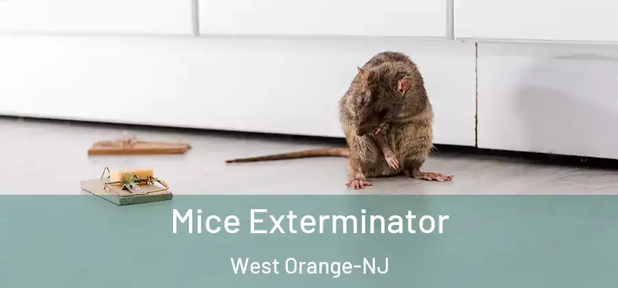  Mice Exterminator West Orange-NJ