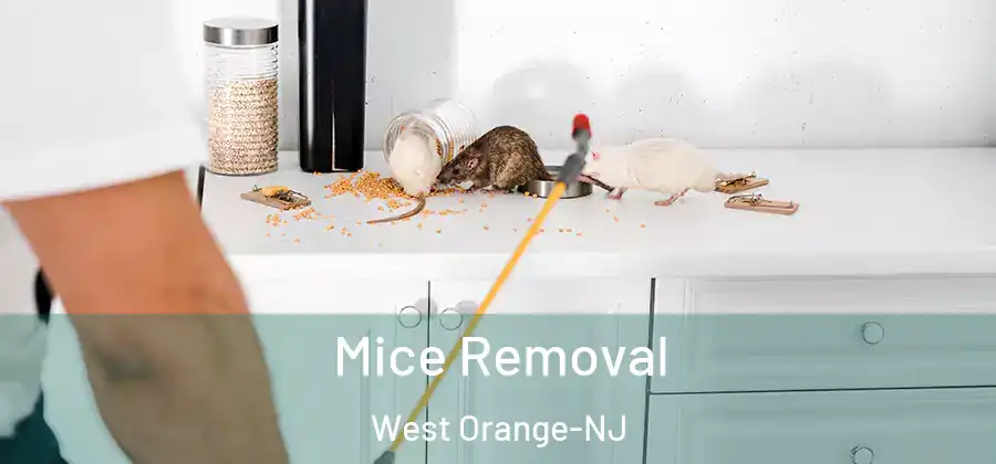 Mice Removal West Orange-NJ
