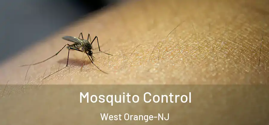 Mosquito Control West Orange-NJ