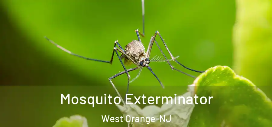 Mosquito Exterminator West Orange-NJ