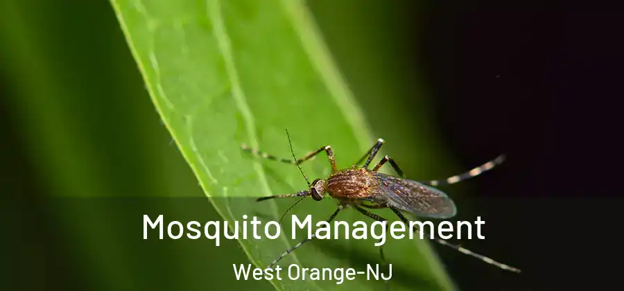  Mosquito Management West Orange-NJ