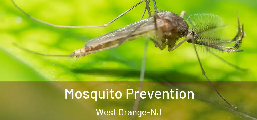Mosquito Prevention West Orange-NJ