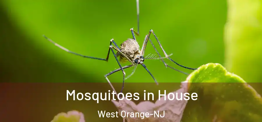 Mosquitoes in House West Orange-NJ