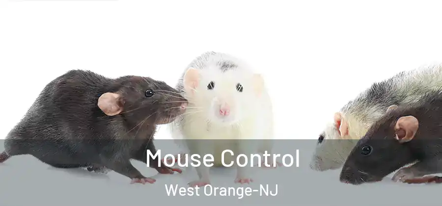 Mouse Control West Orange-NJ