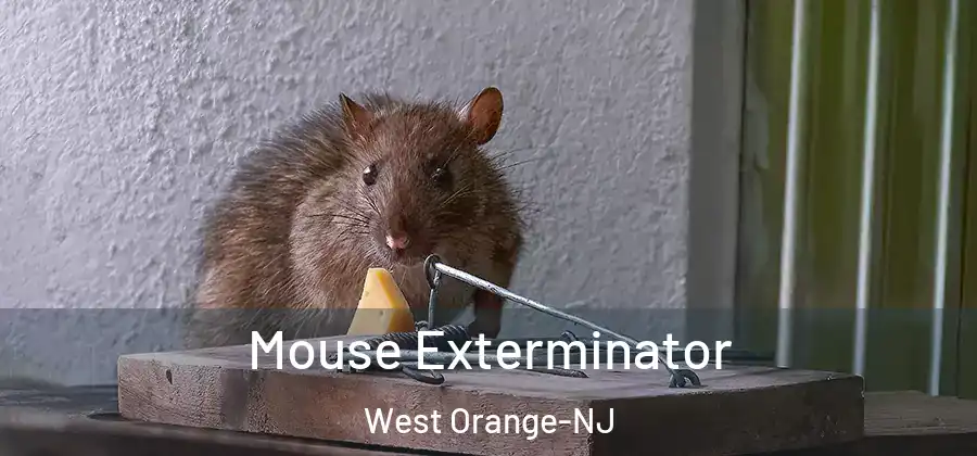 Mouse Exterminator West Orange-NJ