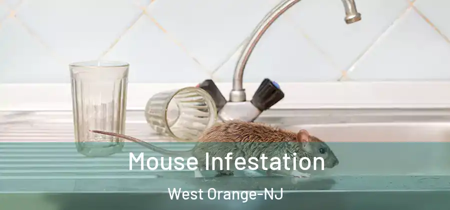  Mouse Infestation West Orange-NJ