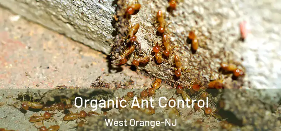  Organic Ant Control West Orange-NJ