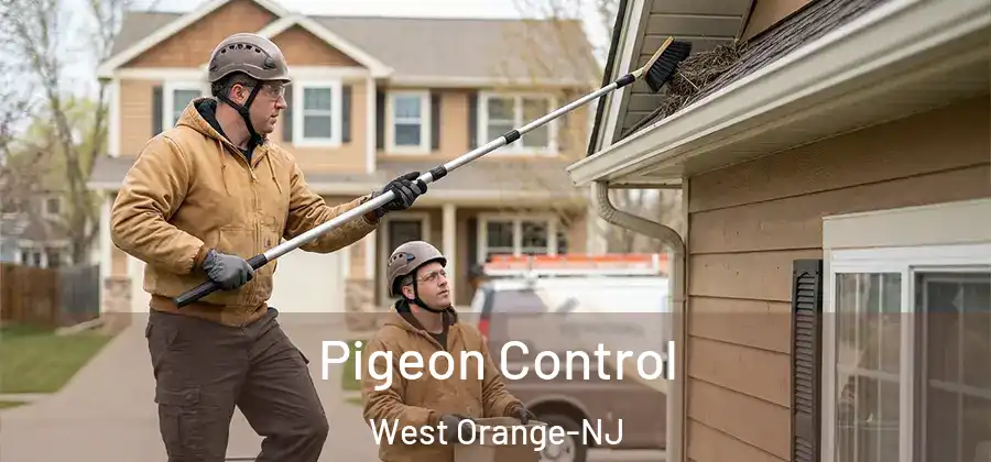 Pigeon Control West Orange-NJ