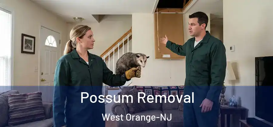  Possum Removal West Orange-NJ