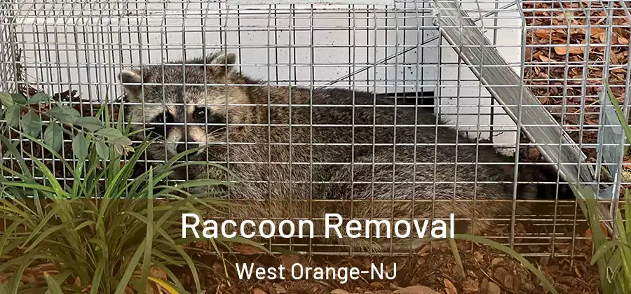 Raccoon Removal West Orange-NJ