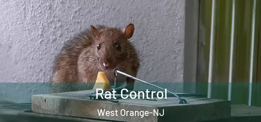 Rat Control West Orange-NJ