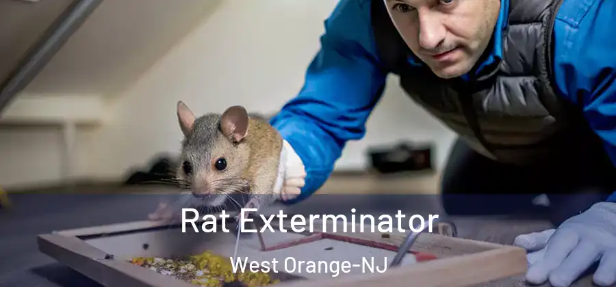 Rat Exterminator West Orange-NJ