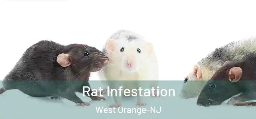 Rat Infestation West Orange-NJ