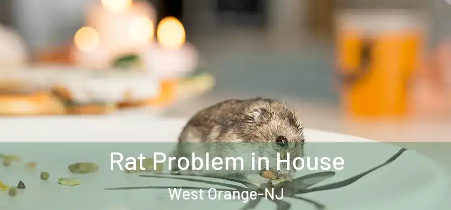Rat Problem in House West Orange-NJ