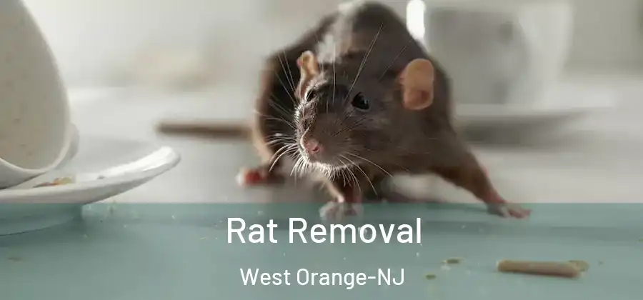  Rat Removal West Orange-NJ
