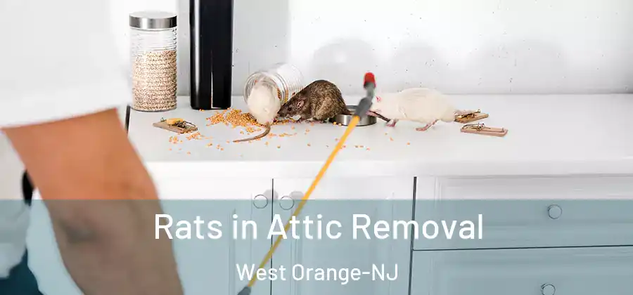 Rats in Attic Removal West Orange-NJ