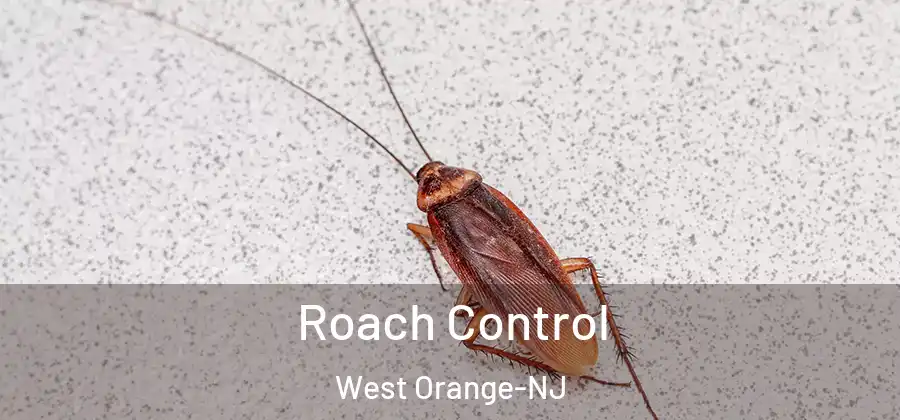 Roach Control West Orange-NJ