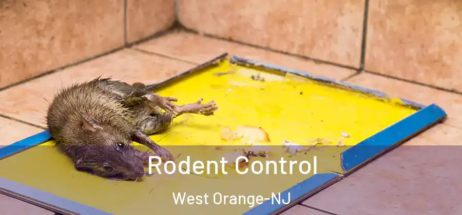  Rodent Control West Orange-NJ