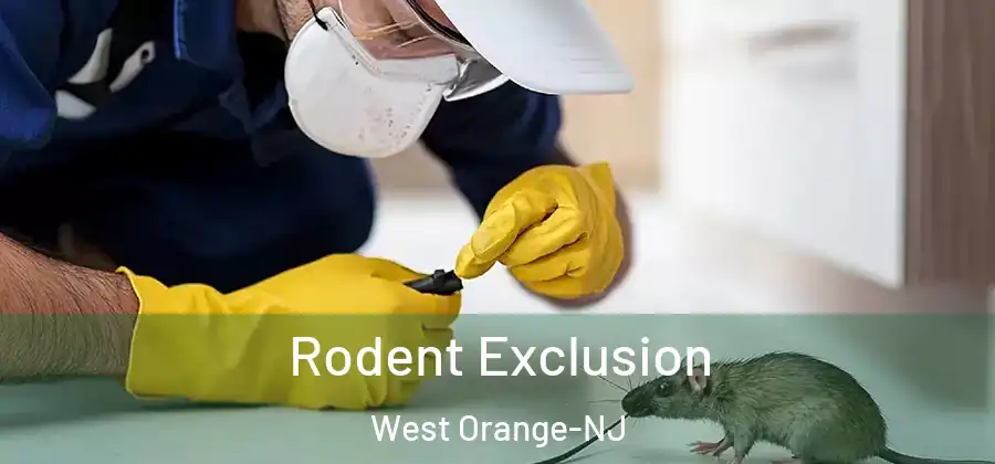  Rodent Exclusion West Orange-NJ