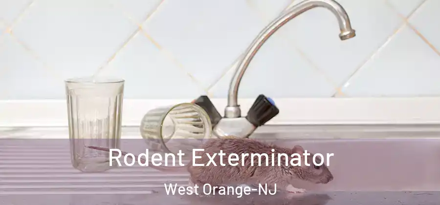 Rodent Exterminator West Orange-NJ