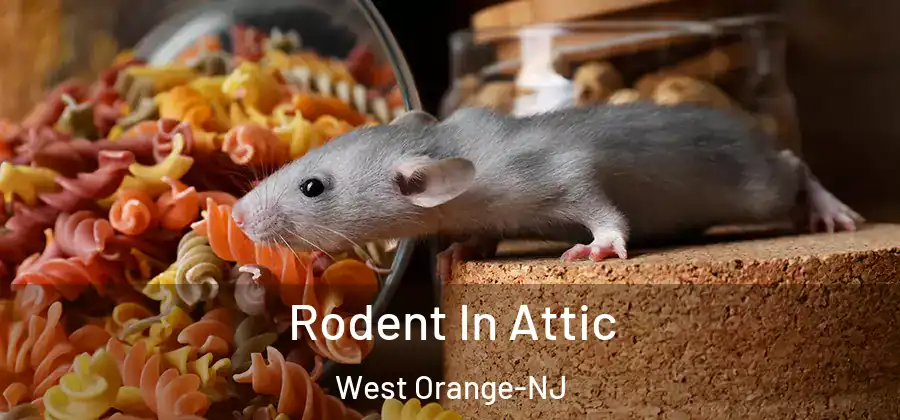 Rodent In Attic West Orange-NJ