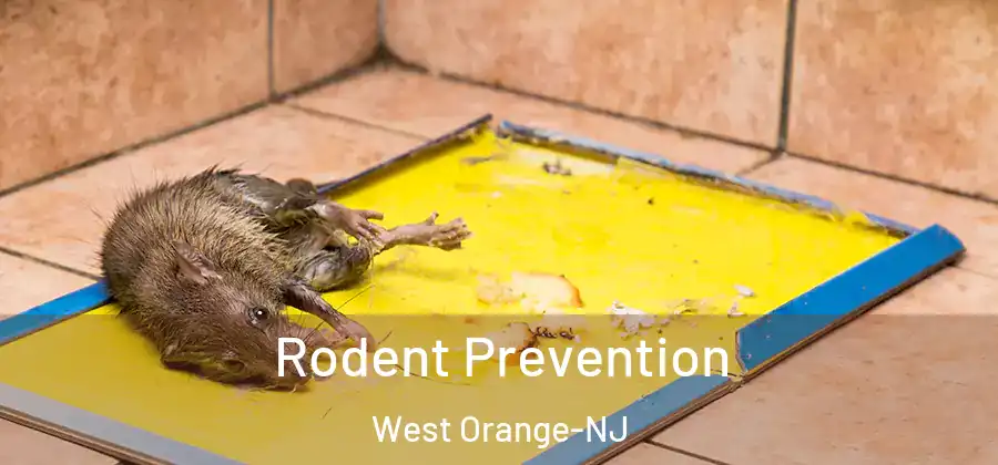  Rodent Prevention West Orange-NJ