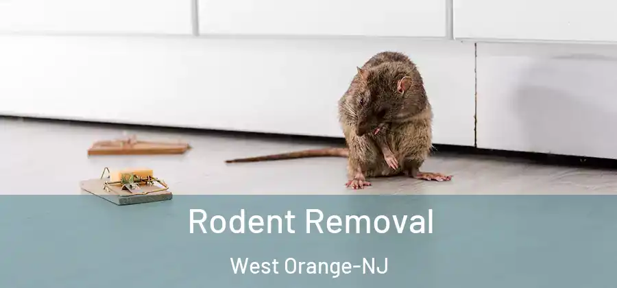  Rodent Removal West Orange-NJ