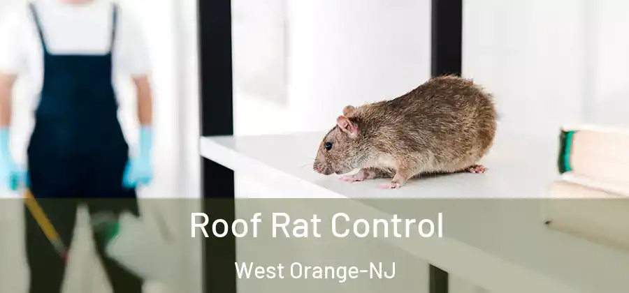 Roof Rat Control West Orange-NJ