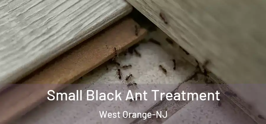 Small Black Ant Treatment West Orange-NJ