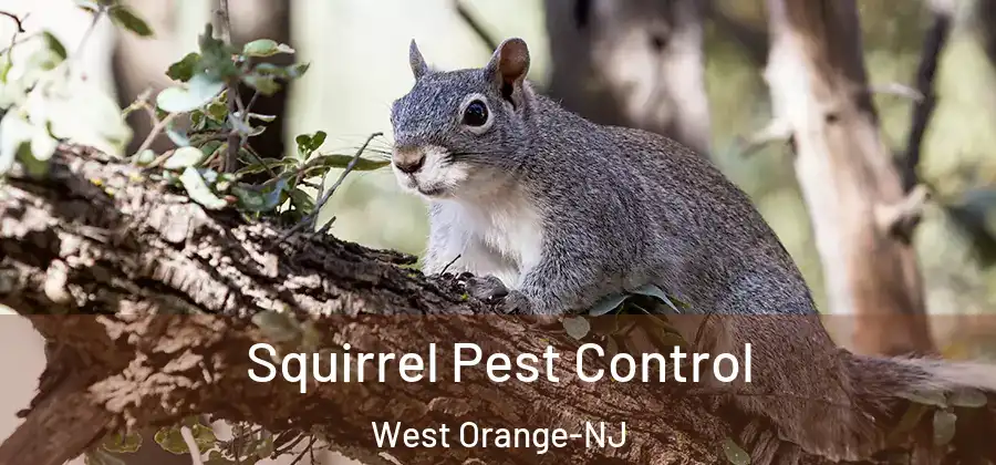  Squirrel Pest Control West Orange-NJ