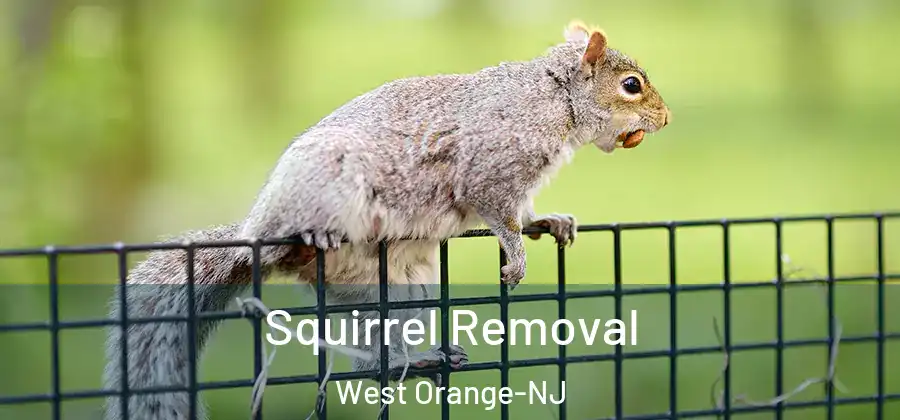 Squirrel Removal West Orange-NJ