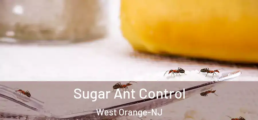 Sugar Ant Control West Orange-NJ