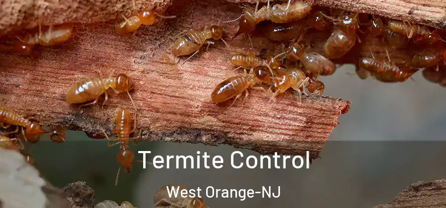 Termite Control West Orange-NJ