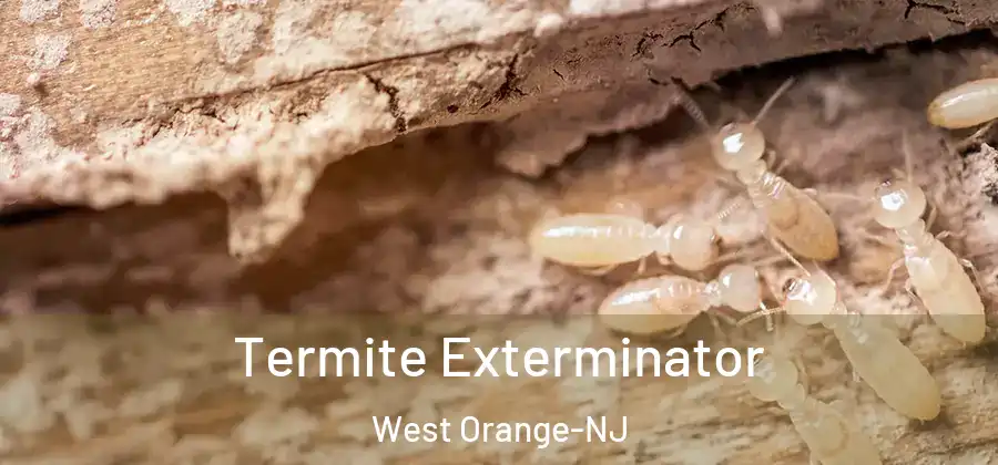Termite Exterminator West Orange-NJ