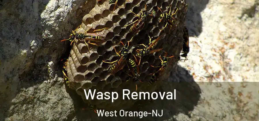 Wasp Removal West Orange-NJ