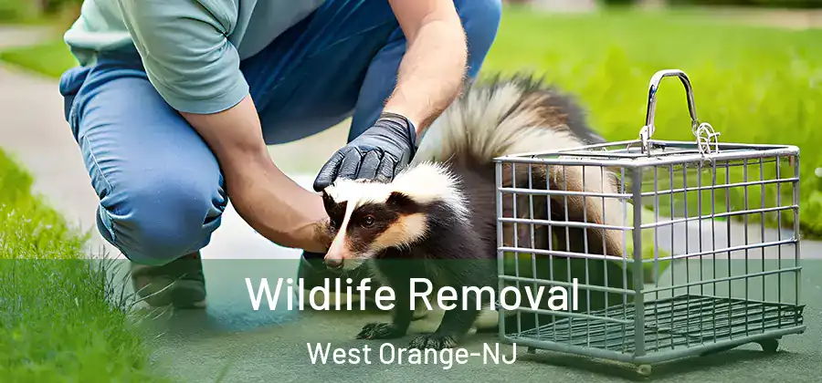 Wildlife Removal West Orange-NJ