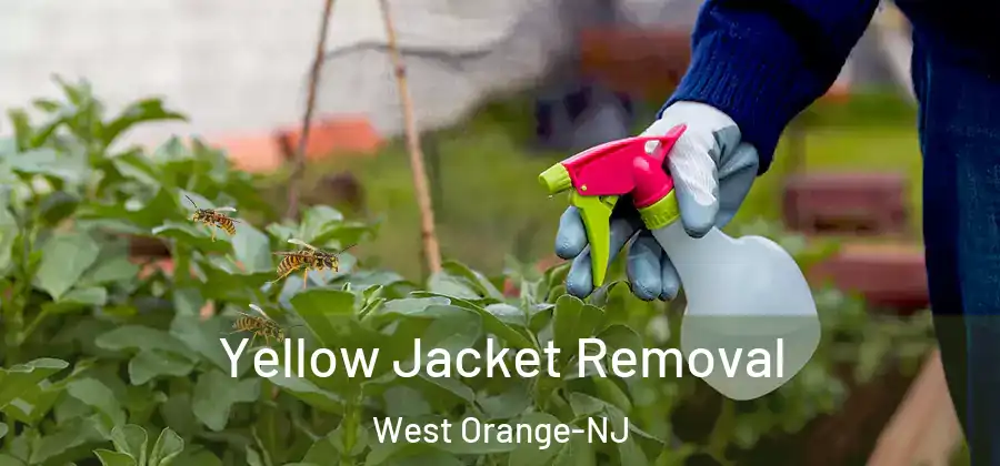  Yellow Jacket Removal West Orange-NJ